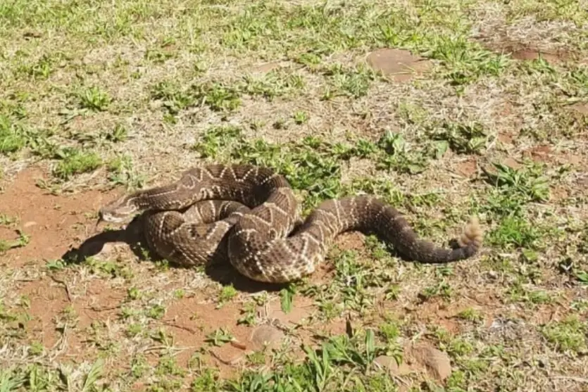 Duas cobras cascavéis são flagradas no pátio da Receita Federal em Cascavel