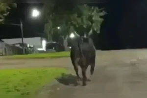 Touro que escapou de rodeio e matou mulher no Paraná