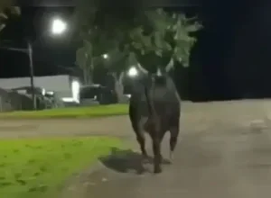Touro que escapou de rodeio e matou mulher no Paraná