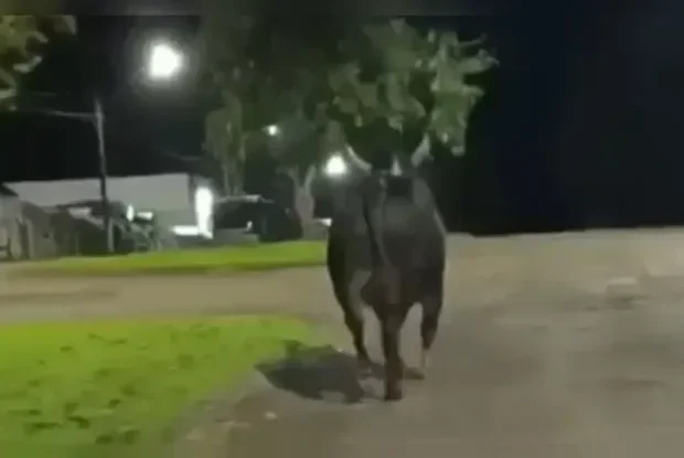 Touro que escapou de rodeio e matou mulher no Paraná