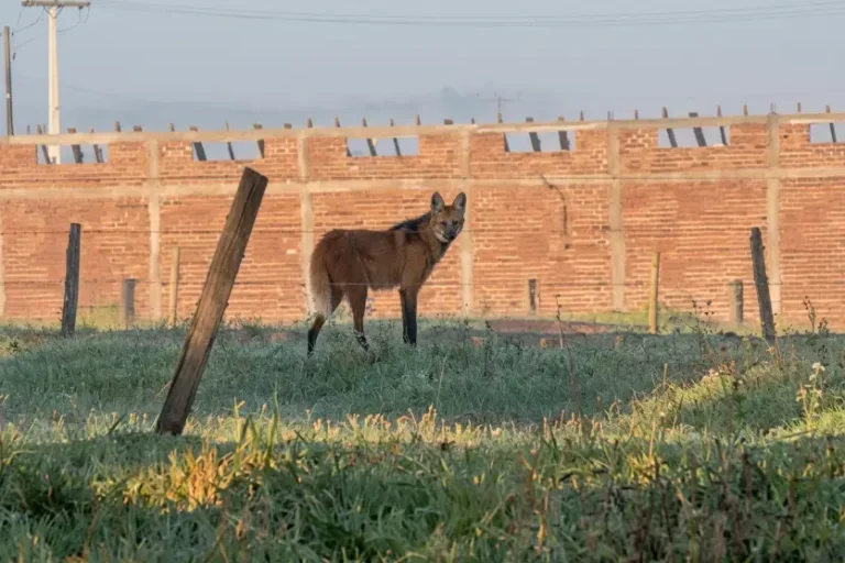 Lobo-guará é flagrado em propriedade a cerca de 2 km de Altônia; confira o vídeo