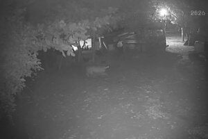 Onça flagrada em propriedade próxima de Cafezal do Sul.