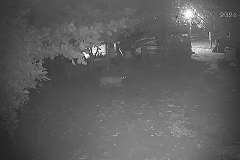 Onça flagrada em propriedade próxima de Cafezal do Sul.
