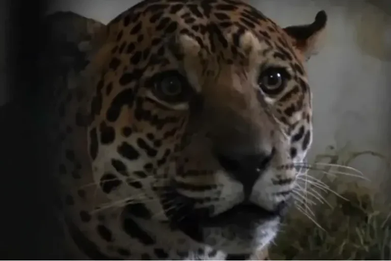 Onça-pintada resgatada após força-tarefa de 48 dias chega a Foz do Iguaçu