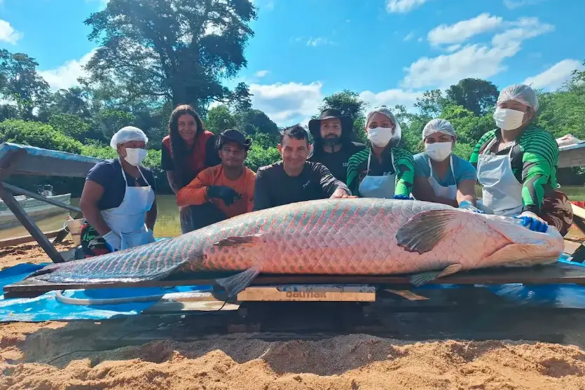 Pirarucu de 137,9 kg bate recorde e é o maior já registrado em unidade de conservação