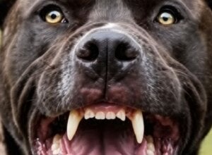 Cachorro fica em estado grave após ataque de pitbulls que invadiram quintal em Alto Paraíso