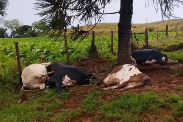 Raio mata vacas durante temporal em propriedade rural no Paraná