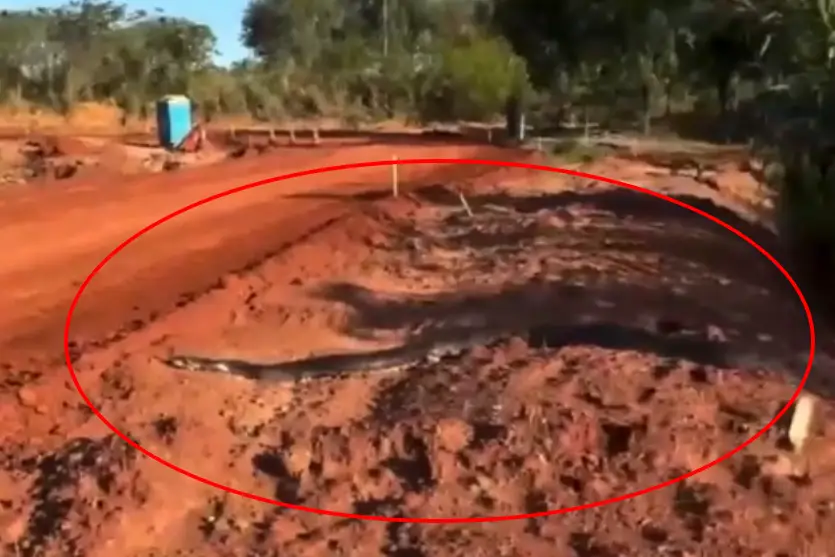 Vídeo: sucuri gigante é flagrada às margens de estrada e surpreende motoristas no Paraná