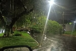 Árvore caída em via pública de Umuarama.
