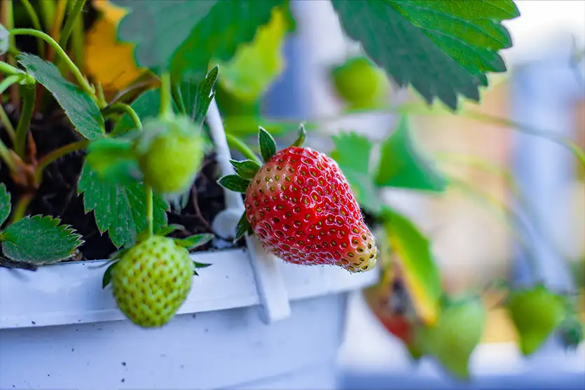 Cultivo de morangos em vasos: o que a planta precisa para frutificar