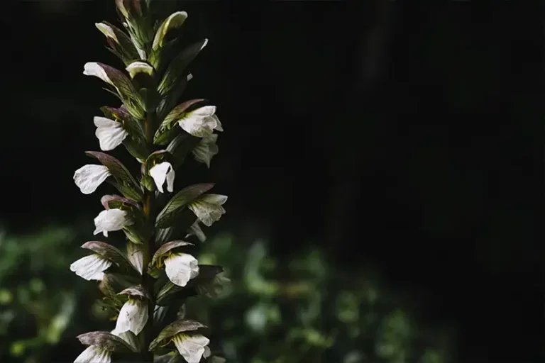 O relógio natural por trás das flores que se fecham ao anoitecer