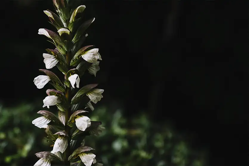 O relógio natural por trás das flores que se fecham ao anoitecer