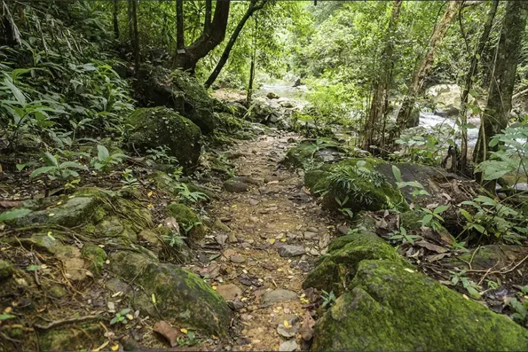 Mata ciliar: a proteção natural das margens dos rios e o equilíbrio do ecossistema