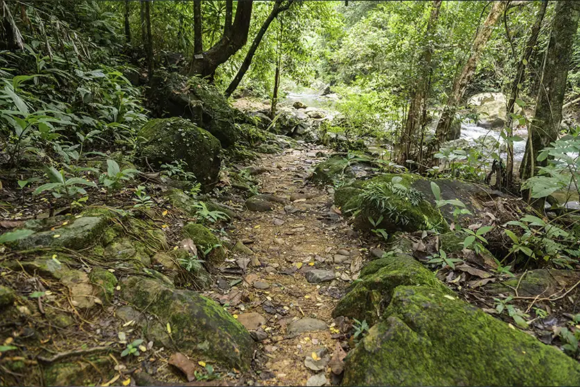 Mata ciliar: a proteção natural das margens dos rios e o equilíbrio do ecossistema