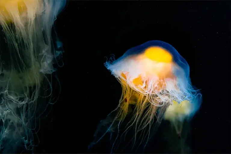 Bioluminescência: entenda como águas-vivas produzem luz e brilham nas profundezas do mar