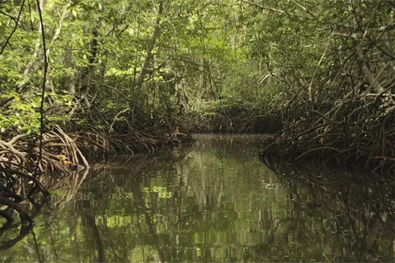 Manguezais são berçários naturais essenciais para a reprodução e a sobrevivência da vida marinha