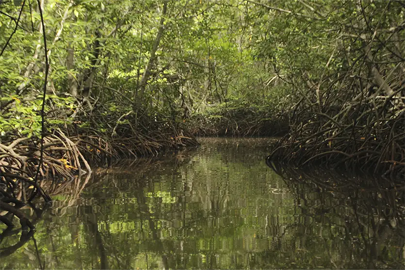 Manguezais são berçários naturais essenciais para a reprodução e a sobrevivência da vida marinha