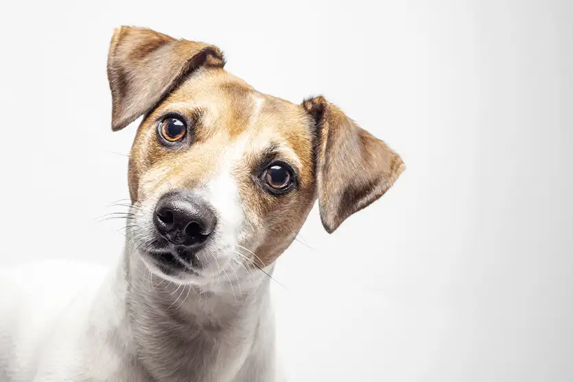Cães inclinam a cabeça: o que há por trás desse gesto