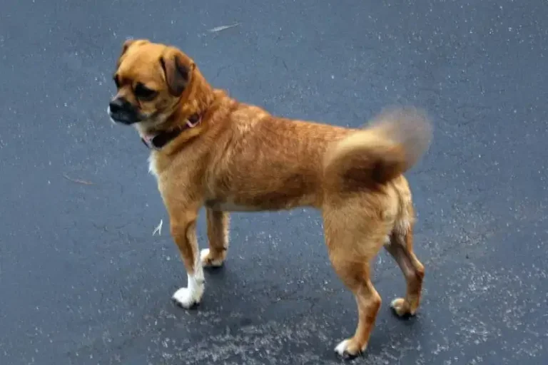 Cães demonstram carinho: sinais que vão além do abanar do rabo