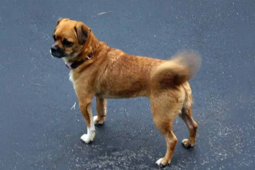 Cães demonstram carinho: sinais que vão além do abanar do rabo