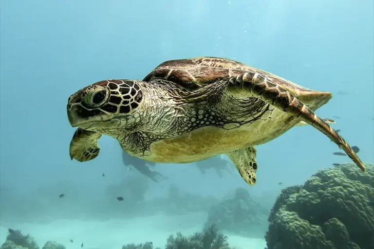O que guia as tartarugas marinhas até a praia de desova