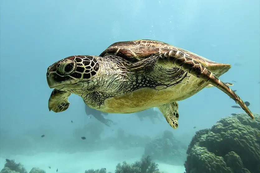 O que guia as tartarugas marinhas até a praia de desova