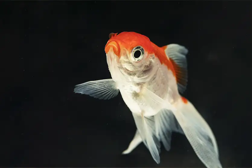 Respiração dos peixes: como as brânquias atuam na água