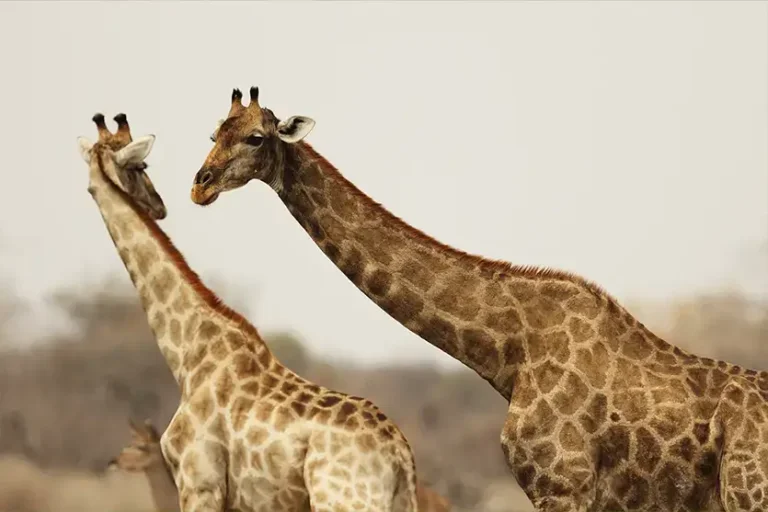 Pescoço longo das girafas: hipóteses que explicam a evolução