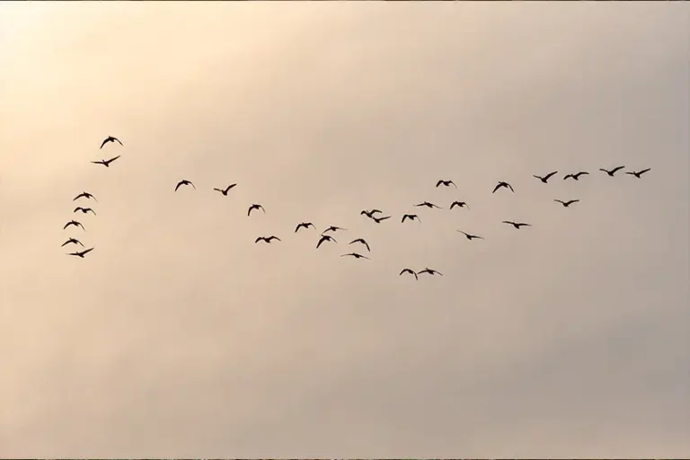 Migração de aves: por que cruzam milhares de quilômetros