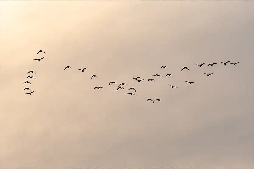 Migração de aves: por que cruzam milhares de quilômetros