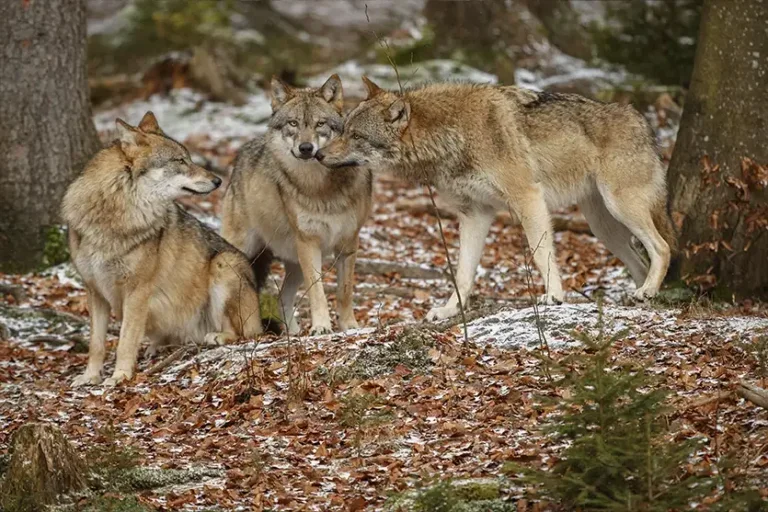 A força da matilha: como os lobos cooperam para sobreviver