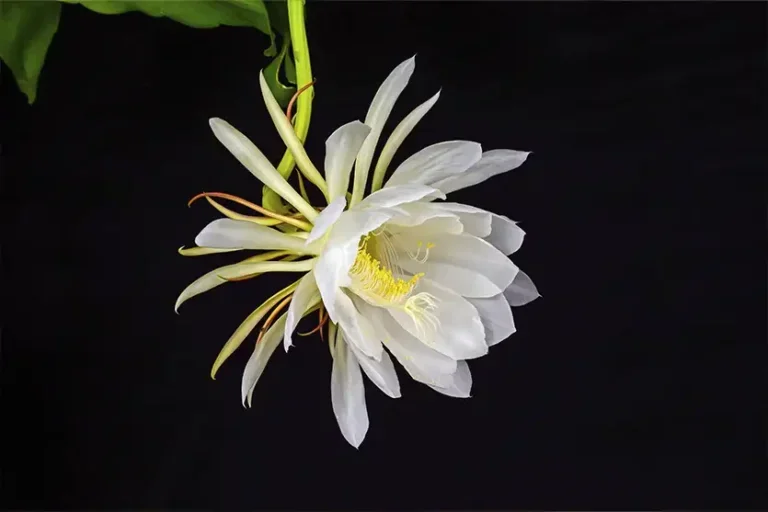 Flores noturnas: a estratégia de florescer no escuro