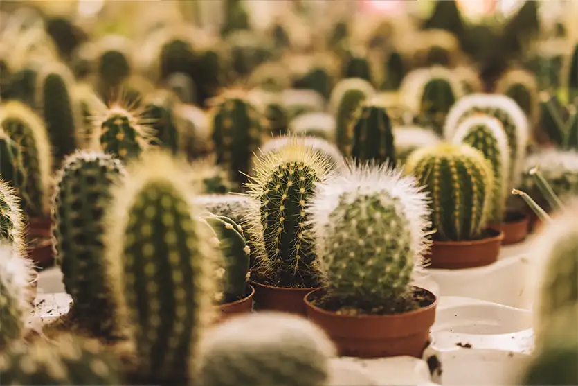 Cactos enfrentam a seca com mecanismos de armazenamento de água
