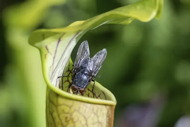 Plantas carnívoras: como funcionam suas armadilhas naturais