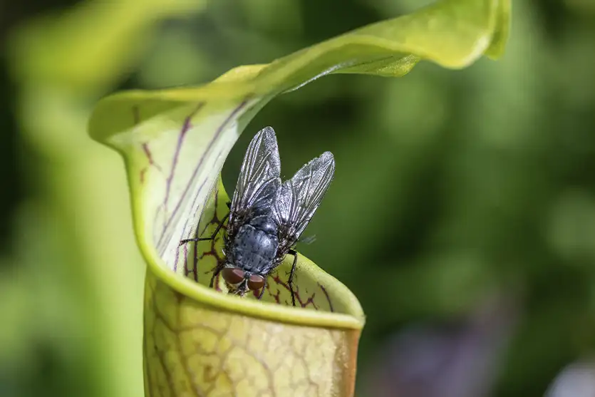 Plantas carnívoras: como funcionam suas armadilhas naturais
