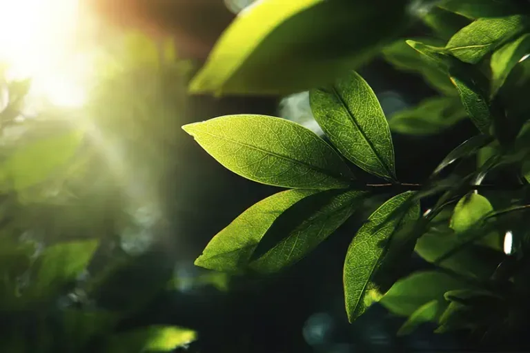 A busca das plantas pela luz: como o fototropismo funciona
