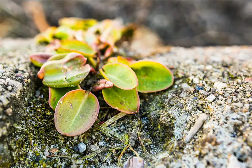 Plantas rupícolas: a vida que brota nas frestas das rochas