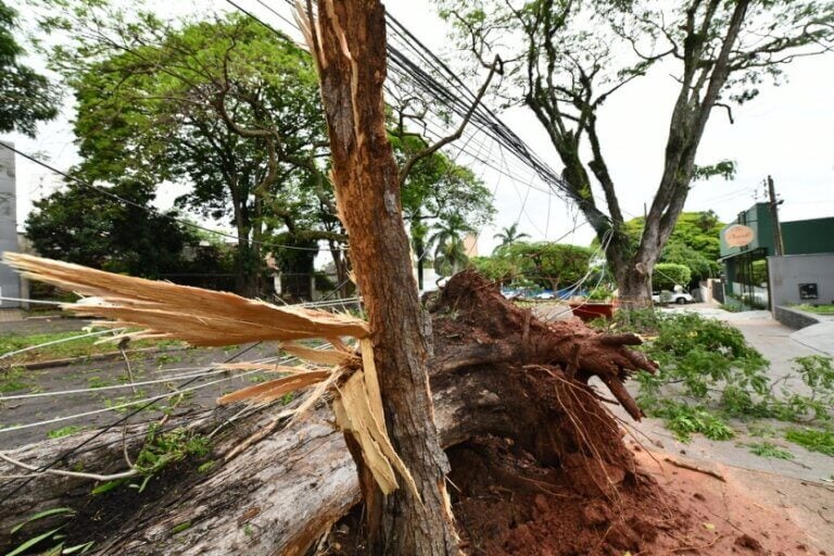 Árvore caída após passagem de temporal em Umuarama.