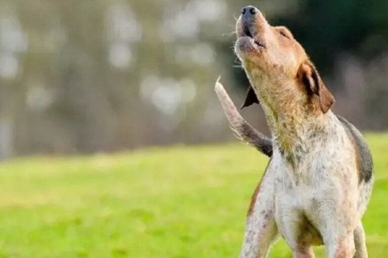 Cães uivam sozinhos por diferentes motivos: conheça as causas e quando hábito preocupa