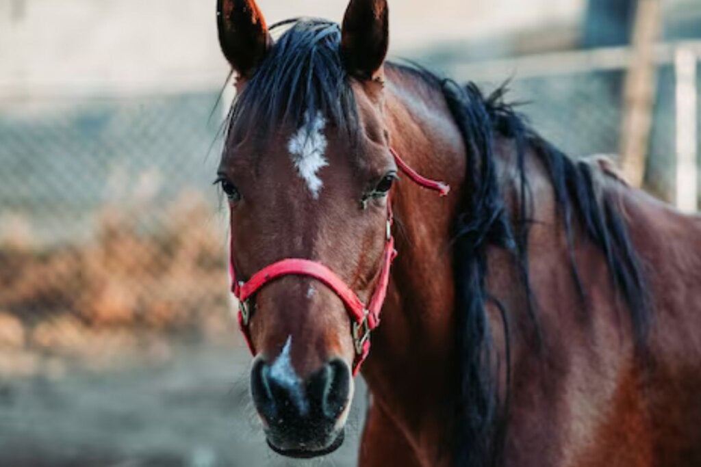 Cavalo Quarto de Milha é furtado de propriedade rural às margens da PR-489, em Umuarama