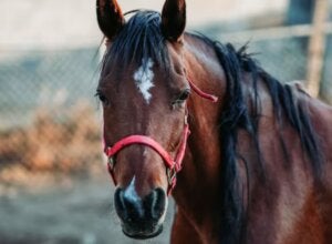 Cavalo Quarto de Milha é furtado de propriedade rural às margens da PR-489, em Umuarama