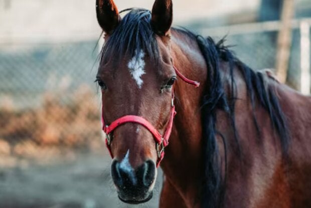 Cavalo Quarto de Milha é furtado de propriedade rural às margens da PR-489, em Umuarama