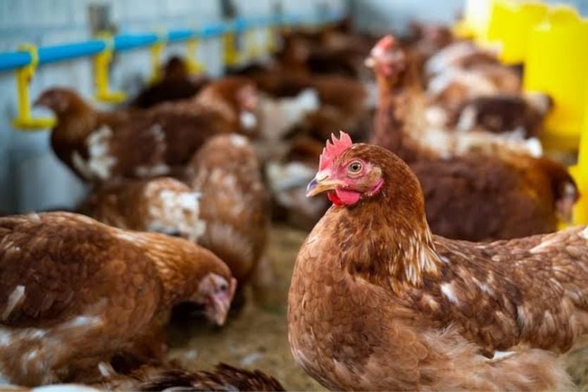 Além do cacarejo: Como as galinhas usam rostos, sons e hierarquia para se reconhecerem