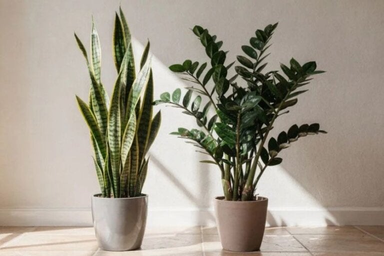 Plantas resistentes para cultivar dentro de casa e deixar os ambientes mais verdes sem complicação