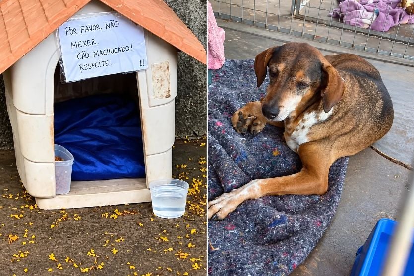 Bilhete em casinha improvisada chama atenção e cão machucado é resgatado