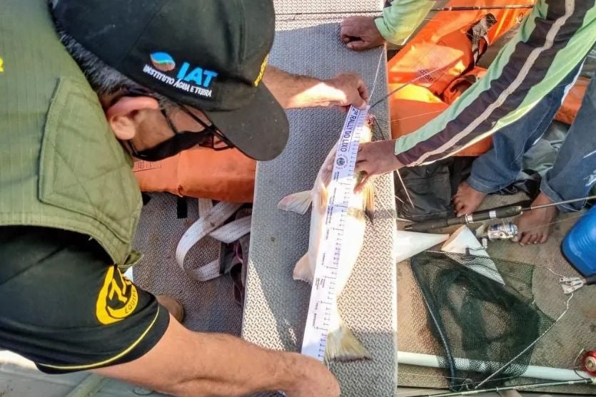 Piracema começa neste domingo no Paraná; confira quais peixes podem ser pescados
