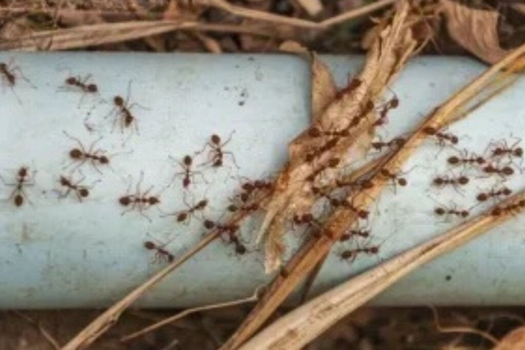 Rastros químicos e visão ajudam formigas a voltar ao ninho