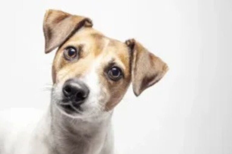 Cães inclinam a cabeça: o que há por trás desse gesto