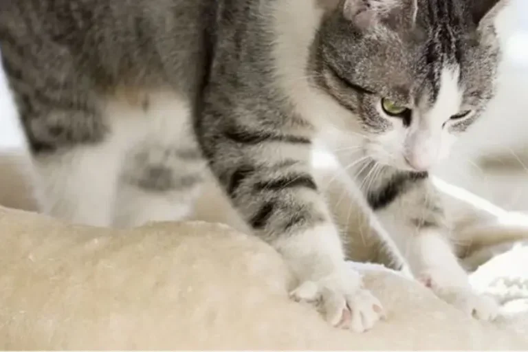 Amassar pãozinho: por que os gatos amassam o cobertor