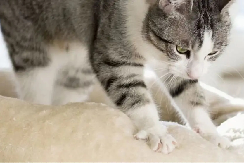 Amassar pãozinho: por que os gatos amassam o cobertor